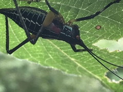 Pterophylla beltrani