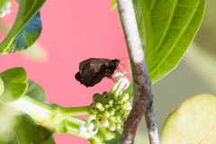 Ephyriades arcas