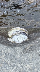 Saccostrea cuccullata