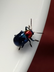 Parheminodes pulcher