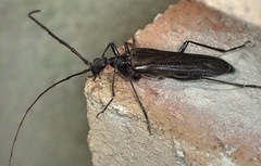 Vesperus xatarti