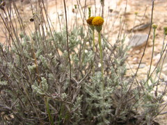 Thymophylla setifolia