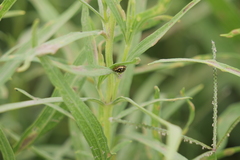 Aporocassida graphica