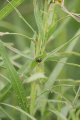 Aporocassida graphica