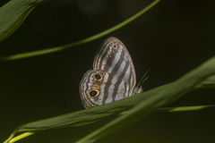 Caeruleuptychia brixius