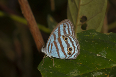 Cepheuptychia cephus