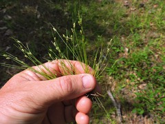 Isolepis carinata