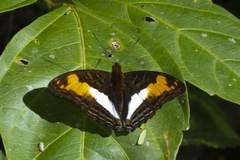 Adelpha erotia