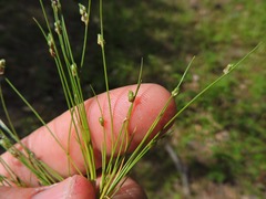 Isolepis carinata