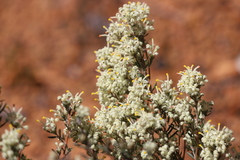 Grevillea pilulifera