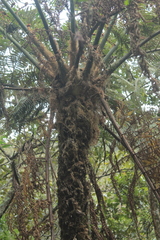 Sphaeropteris quindiuensis