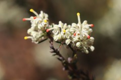 Grevillea pilulifera