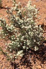 Grevillea pilulifera