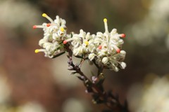 Grevillea pilulifera