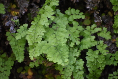 Adiantum bellum