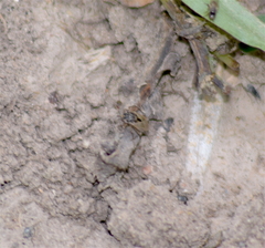Geocoridae