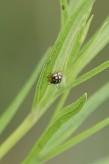 Aporocassida graphica