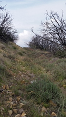 Malacothamnus davidsonii