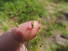 Isolepis carinata