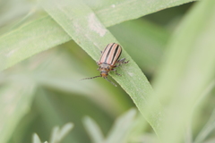 Disonycha bicarinata