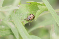 Disonycha bicarinata