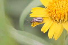 Disonycha bicarinata