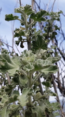 Malacothamnus davidsonii