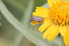 Disonycha bicarinata