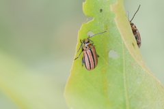 Disonycha bicarinata