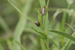 Aporocassida graphica