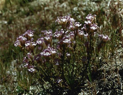 Chaenorhinum