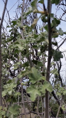 Malacothamnus davidsonii