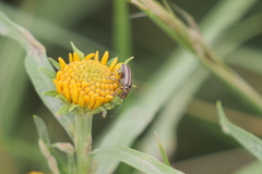 Disonycha bicarinata