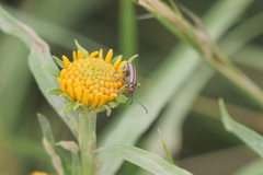 Disonycha bicarinata