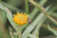 Disonycha bicarinata