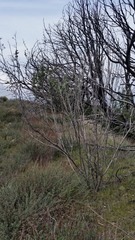 Malacothamnus davidsonii