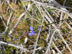 Comesperma defoliatum
