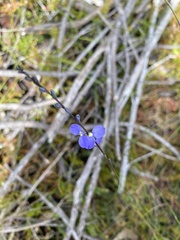 Comesperma defoliatum