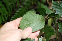 Rubus moorei