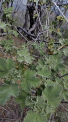 Malacothamnus davidsonii