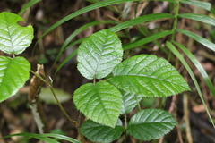 Rubus moorei