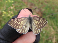 Tatochila xanthodice