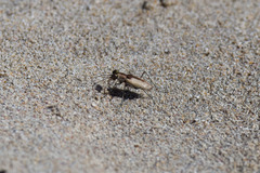 Cylindera suturalis