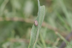 Disonycha bicarinata