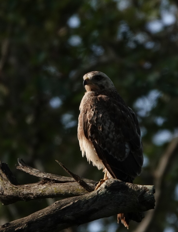 White-eyed Buzzard