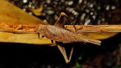 Podoscirtinae