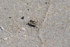 Cylindera suturalis