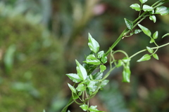 Jasminum singuliflorum