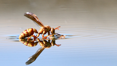 Polistes apachus apachus