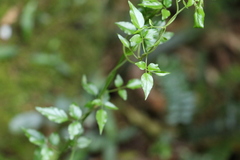 Jasminum singuliflorum